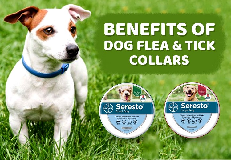 benefits of seresto collar_03142024_234747.jpg